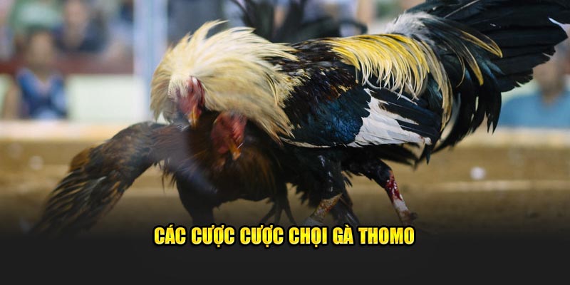 Các cược cược chọi gà Thomo