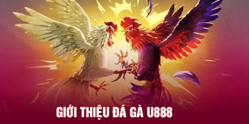 Giới thiệu những thông tin cơ bản về sảnh chơi đá gà U888