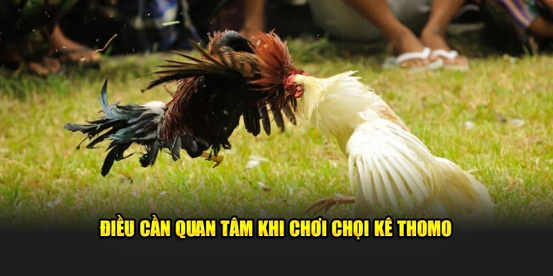 Điều cần quan tâm khi chơi chọi kê Thomo