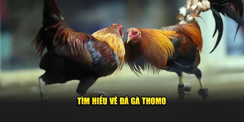 Tìm hiểu về đá gà Thomo